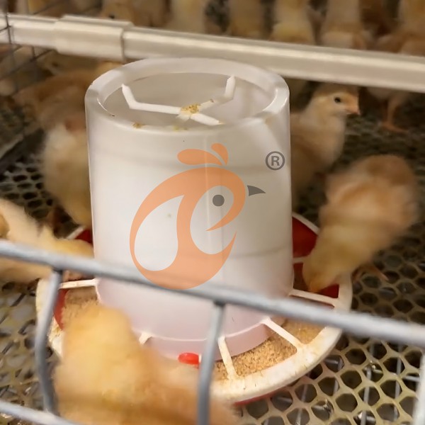 Day Old Chicken Cage (3)