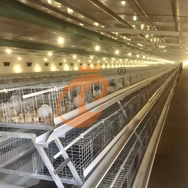 day old chicken cage 600
