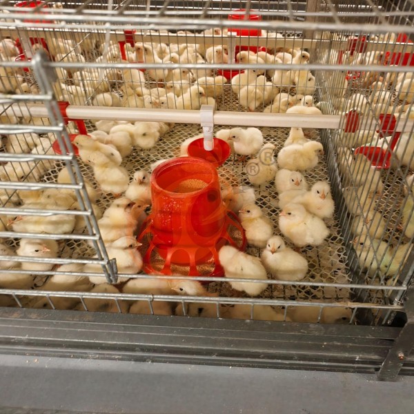 Day Old Chicken Cage Design (10)