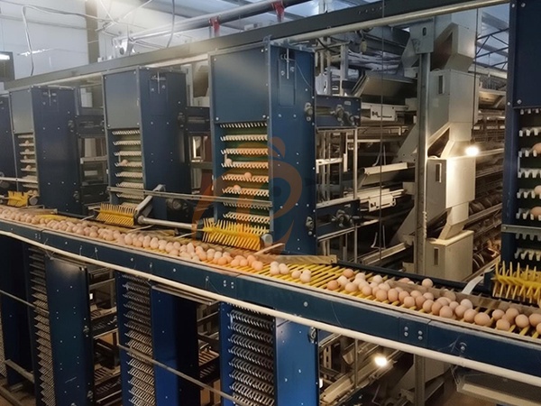 Egg Breakage Reduction In Layer Chicken Cage Systems | Proven Methods For Poultry Production Stability
