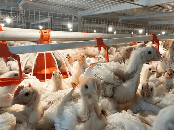 How To Choose Broiler Chicken Cage Size | 6 Practical Selection Guidelines