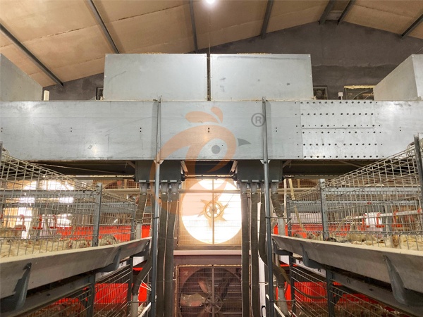 How To Install Automatic Poultry Equipment | 6 Key Steps