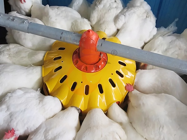 How To Optimize Poultry Farm Equipment Layout | 6 Practical Space Planning Tips