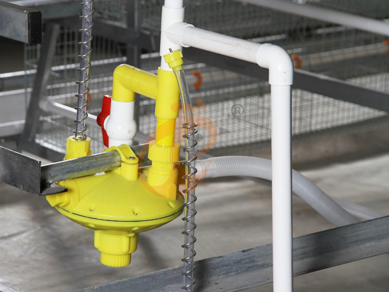Layer Chicken Cage Drinking System | 6 Practical Water Management Tips