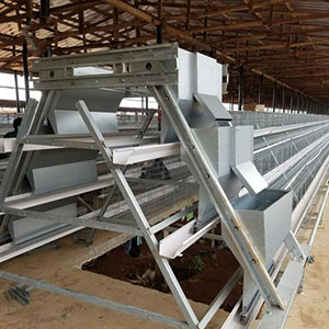 Free chicken farm and chicken cage consultant for 500 to 100000 birds