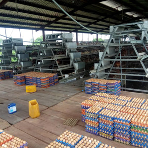 Premium imported galvanized battery layer cage in Nigeria warehouse