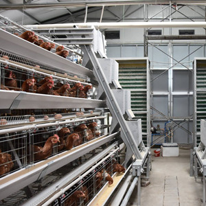 A-type layer battery cage system for Nigeria Uganda Ghana Africa poultry farming