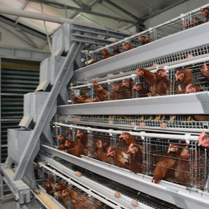 Nigeria local office chicken cage for sale in Lagos