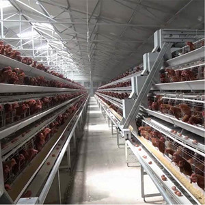 What questions you will encounter when starting a poultry farm in Nigeria or Africa