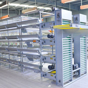 Free consultant A or H type chicken cage and chicken farm one to one guidance planner