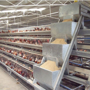 Premium and deluxe layer chicken cage with 96 birds 120 birds 128 birds in Nigeria