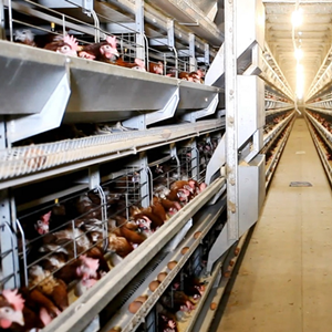 Full automatic battery chicken cage in Africa sale