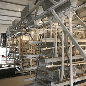 Poultry chicken pen house construction in Africa