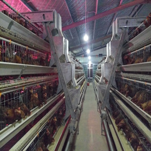 25 years lifespan battery cage for Nigeria chicken farm