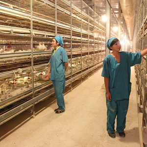 4 tiers poultry farming battery cage in Uganda