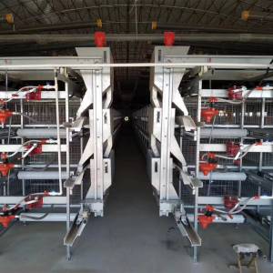 How to raise the broilers and choose broiler farm equipment