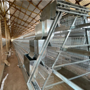 A type automatic chicken battery cage system in poultry farming