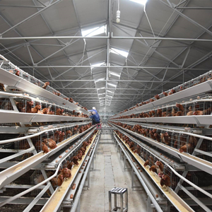 How to choose the best chicken battery cage for your poultry farm
