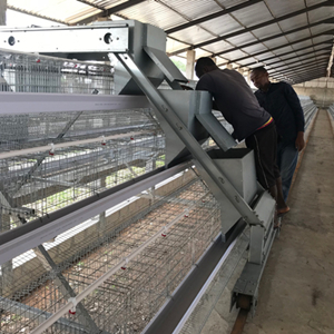 How to start a fully automatic farm with 20,000 layers in Nigeria