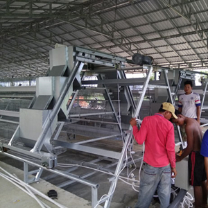 Full automatic poultry farm case sharing of 100,000 chickens from old customer