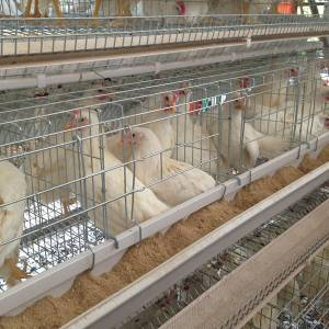 How to start one 20,000 layers farm in Africa