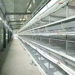 Automatic layer chicken cage is widely used in poultry farms