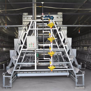 How to build an automatic battery cage poultry farm