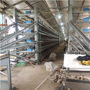 How to set a full automatic layer poultry farm