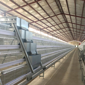 How to start a full automatic cage and poultry equipment with 15,000-30,000 birds poultry farm