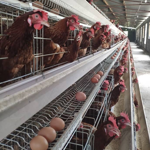 The aims of automatic battery cage system in poultry farming