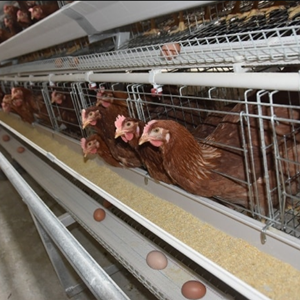 Professional guide on how to start your farm business with full automatic cage system