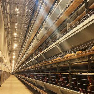 How to raise chickens with full-automatic cage system at high temperatures