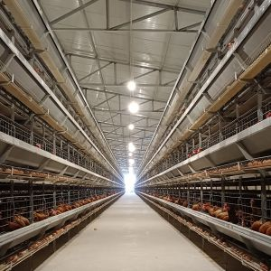 Why use H full-automatic cage system in large farm