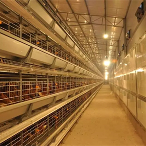 What are the advantages of BEST automatic chicken cage system