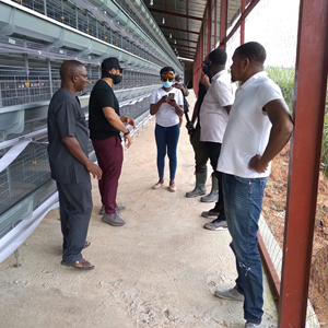 Why more and more farmers begin to prefer automatic chicken cage system