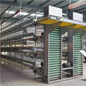 How to improve egg production rate with automatic chicken cage