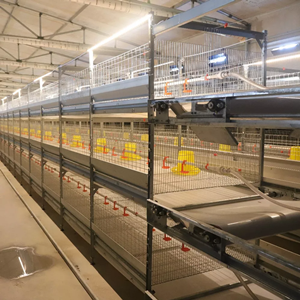 H type automatic battery chicken cage system for broiler poultry farm