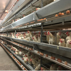 Poultry farm automatic galvanized cheap layer egg laying chicken battery cage poultry equipment