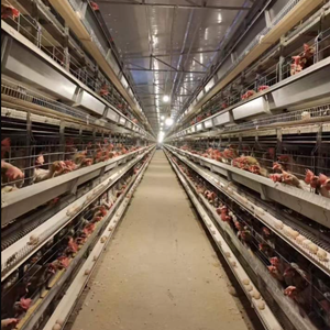 The second article you must read before starting a poultry farm with A and H type automatic chicken cage