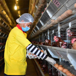 Comparison and suggestions on A and H type automatic poultry layer chicken cage