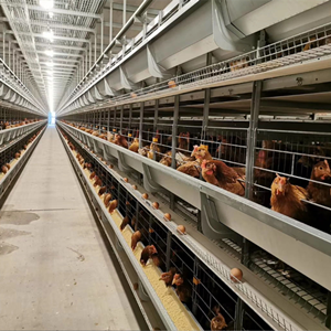 Mastering chicken raising knowledge makes raising chickens farm simple