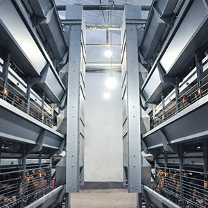 How to start a fully automatic chicken farm with 40,000 birds