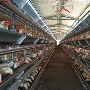 30,000 layers pen house design with full automatic chicken cage