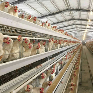 What problems should we pay attention to when starting with a A or H type fully automatic Laying chicken cage