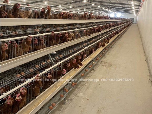 What problems should we pay attention to when starting with a A or H type fully automatic Laying chicken cage