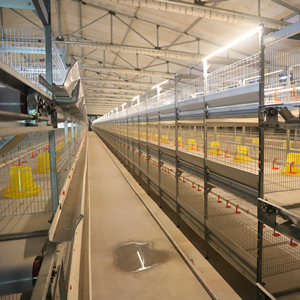 How to feed and manage aged 1-7 days broilers kept by automatic battery cage system for broilers
