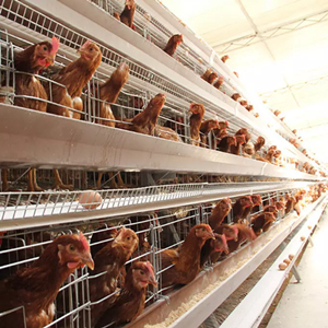 Automatic battery chicken cheaper price cage sale in poultry farm