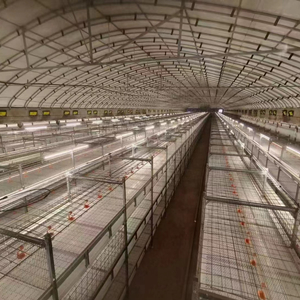 How to manage automatic broiler rearing cage when the broilers are 7 days