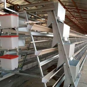 Suggestions for fully automatic poultry chicken farm 12,000 to 25,000 birds of chicken cage system