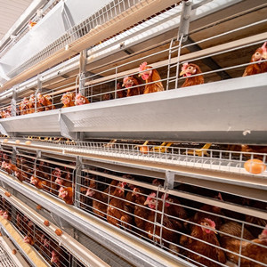 Automatic laying chicken cage with feeding hopper machine used in poultry eggs chicken farm